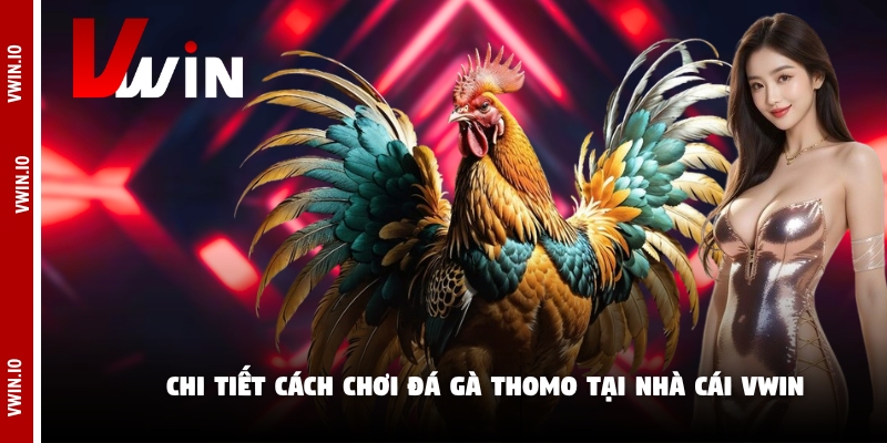 Chi tiết cách chơi đá gà Thomo tại nhà cái Vwin Chi tiết cách chơi đá gà Thomo tại nhà cái Vwin