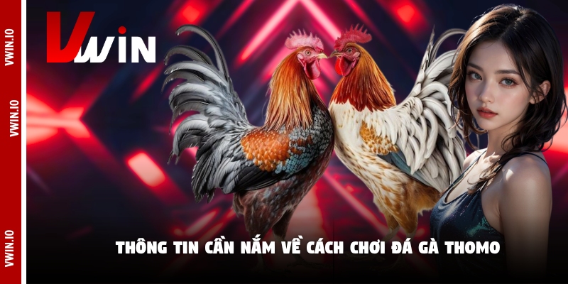 Thông tin cần nắm về cách chơi đá gà Thomo Thông tin cần nắm về cách chơi đá gà Thomo