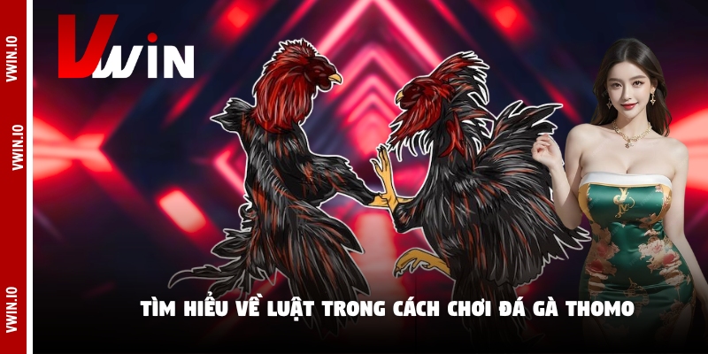 Tìm hiểu về luật trong cách chơi đá gà Thomo Tìm hiểu về luật trong cách chơi đá gà Thomo