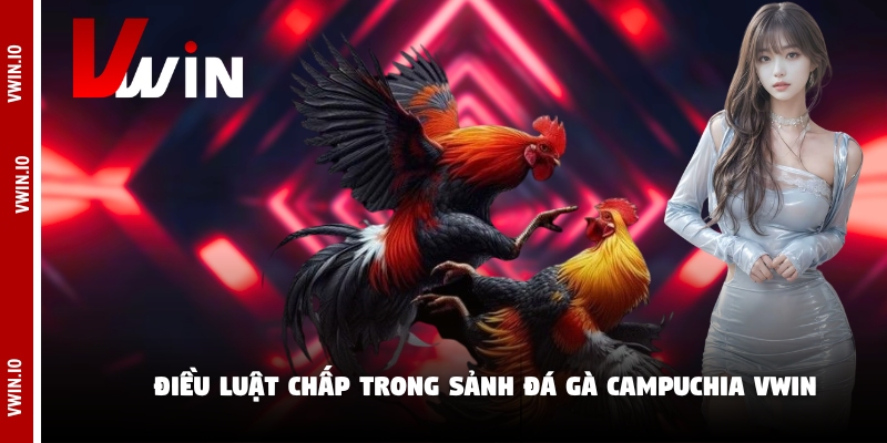 Điều luật chấp trong sảnh đá gà campuchia Vwin Điều luật chấp trong sảnh đá gà campuchia Vwin