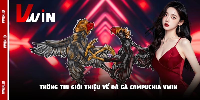 Thông tin giới thiệu về đá gà campuchia Vwin Thông tin giới thiệu về đá gà campuchia Vwin