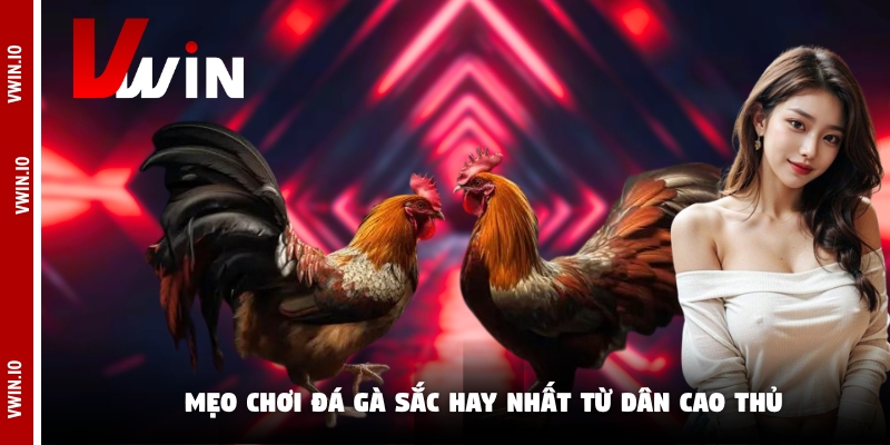 Mẹo chơi đá gà sắc hay nhất từ dân cao thủ Mẹo chơi đá gà sắc hay nhất từ dân cao thủ