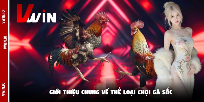 Giới thiệu chung về thể loại chọi gà sắc Giới thiệu chung về thể loại chọi gà sắc