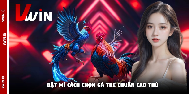 Bật mí cách chọn gà tre chuẩn cao thủ Bật mí cách chọn gà tre chuẩn cao thủ