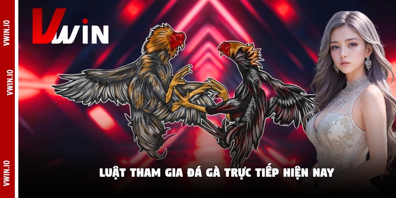 Luật tham gia đá gà trực tiếp hiện nay Luật tham gia đá gà trực tiếp hiện nay