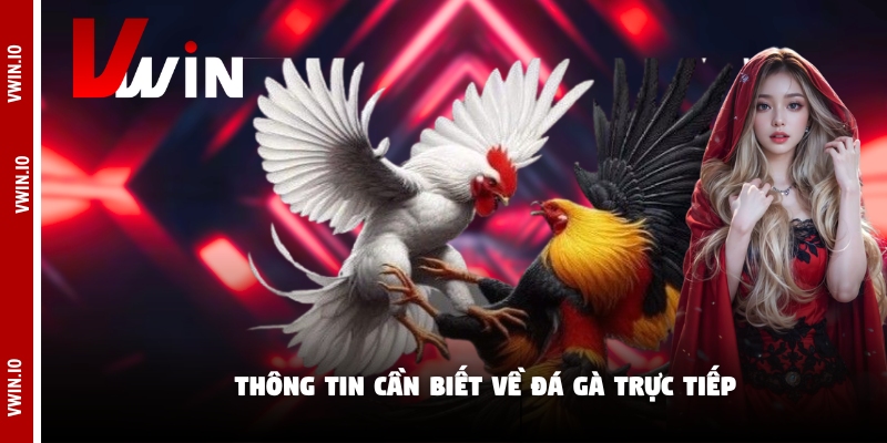 Thông tin cần biết về đá gà trực tiếp Thông tin cần biết về đá gà trực tiếp