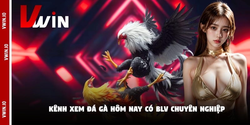 Kênh xem đá gà hôm nay có BLV chuyên nghiệp Kênh xem đá gà hôm nay có BLV chuyên nghiệp