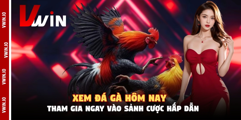 Xem Đá Gà Hôm Nay - Tham Gia Ngay Vào Sảnh Cược Hấp Dẫn