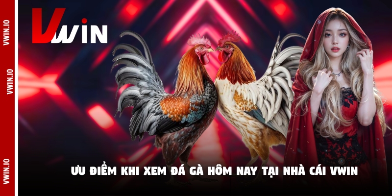 Ưu điểm khi xem đá gà hôm nay tại nhà cái Vwin Ưu điểm khi xem đá gà hôm nay tại nhà cái Vwin